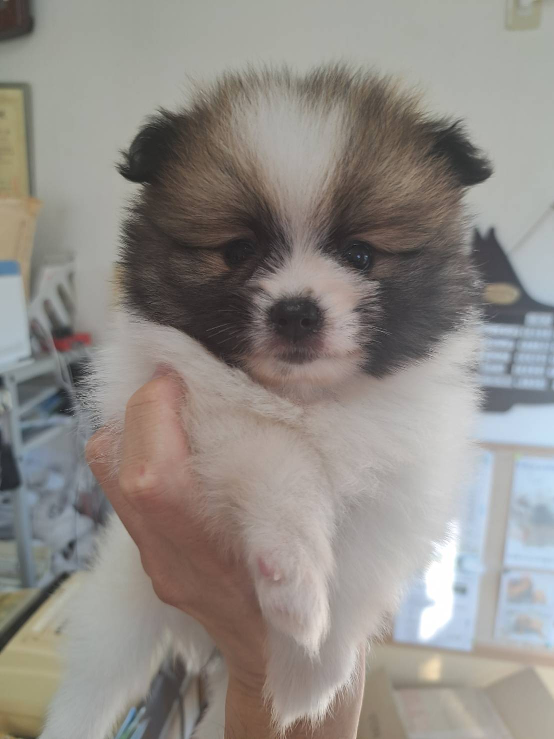 横浜市港南区 | 犬専門のトリミング・ペットホテル・子犬販売 | クリアカット・あぴ