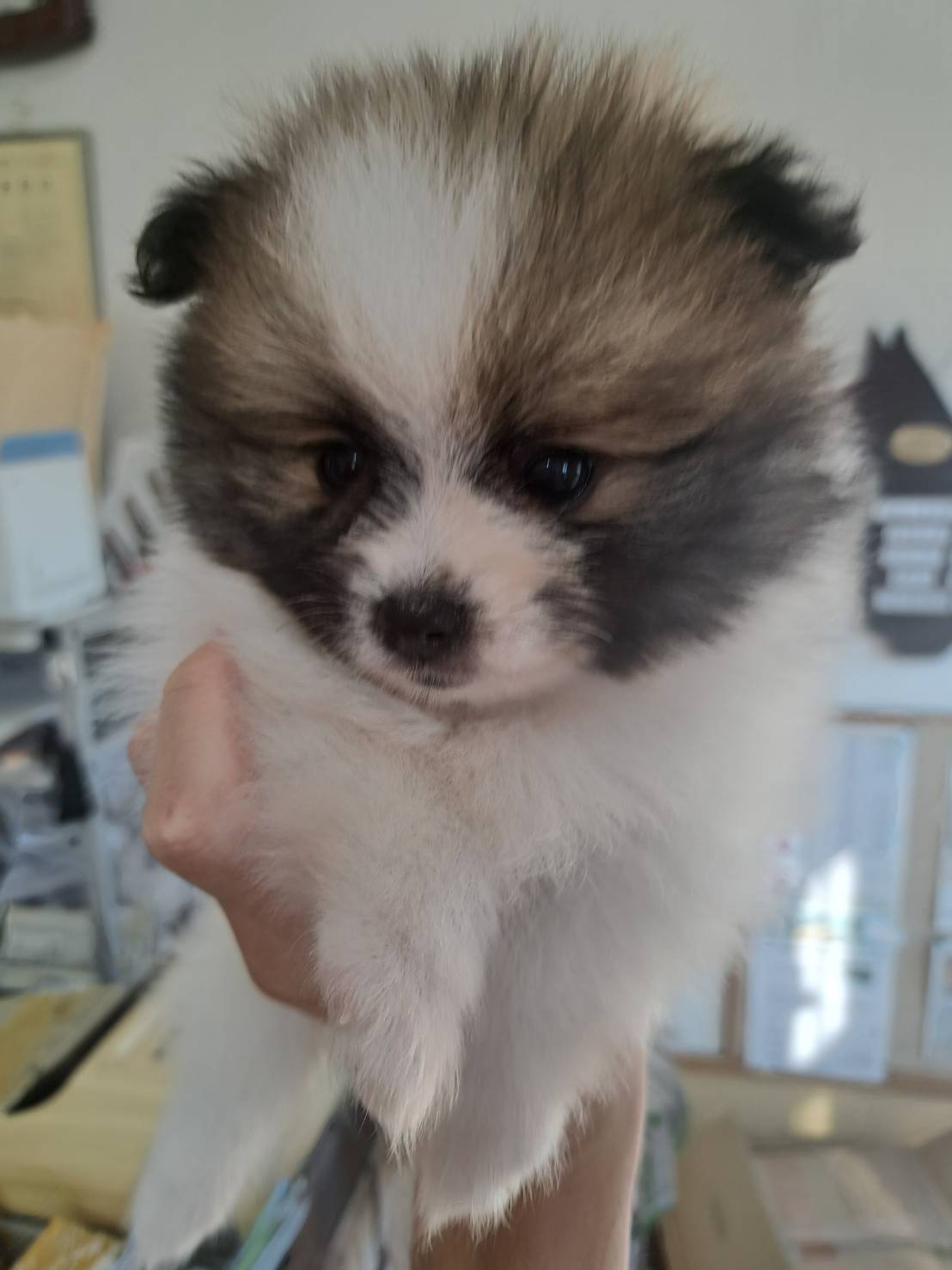 横浜市港南区 | 犬専門のトリミング・ペットホテル・子犬販売 | クリアカット・あぴ
