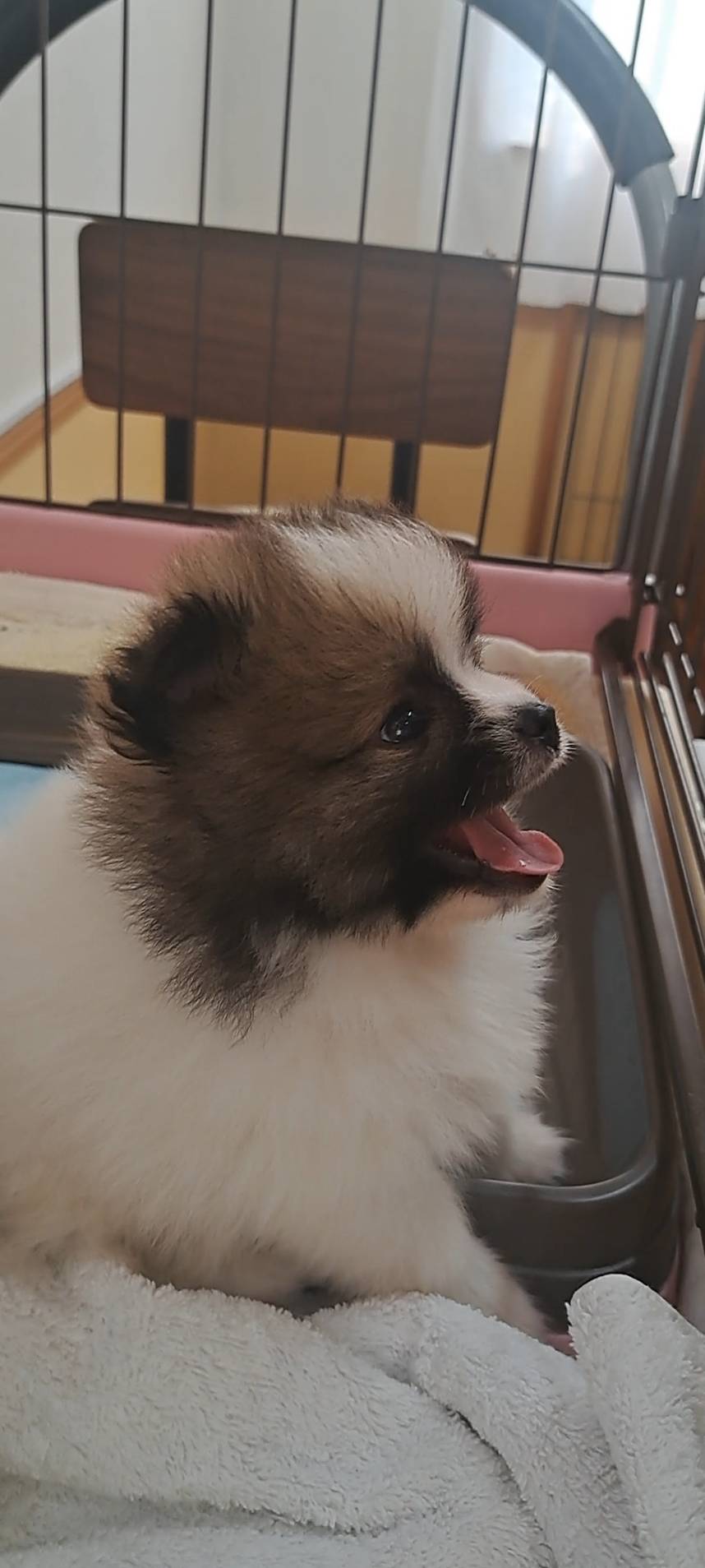 横浜市港南区 | 犬専門のトリミング・ペットホテル・子犬販売 | クリアカット・あぴ