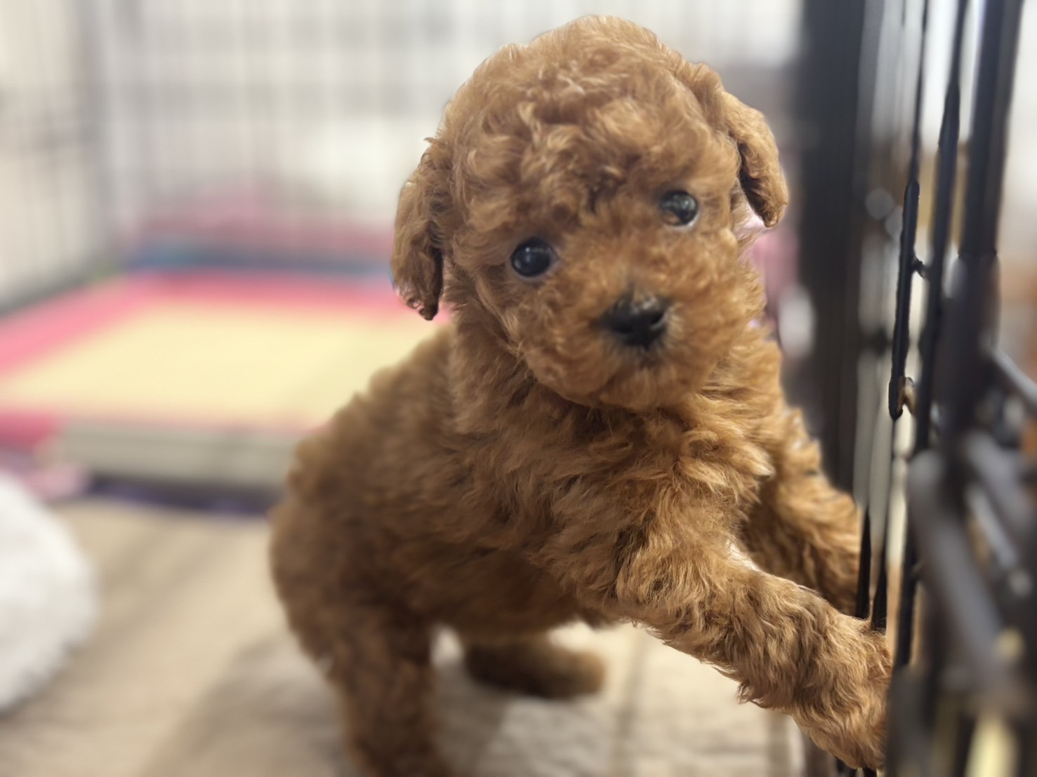 横浜市港南区 | 犬専門のトリミング・ペットホテル・子犬販売 | クリアカット・あぴ