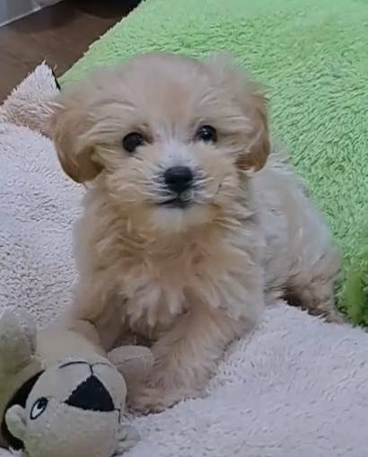 横浜市港南区 | 犬専門のトリミング・ペットホテル・子犬販売 | クリアカット・あぴ