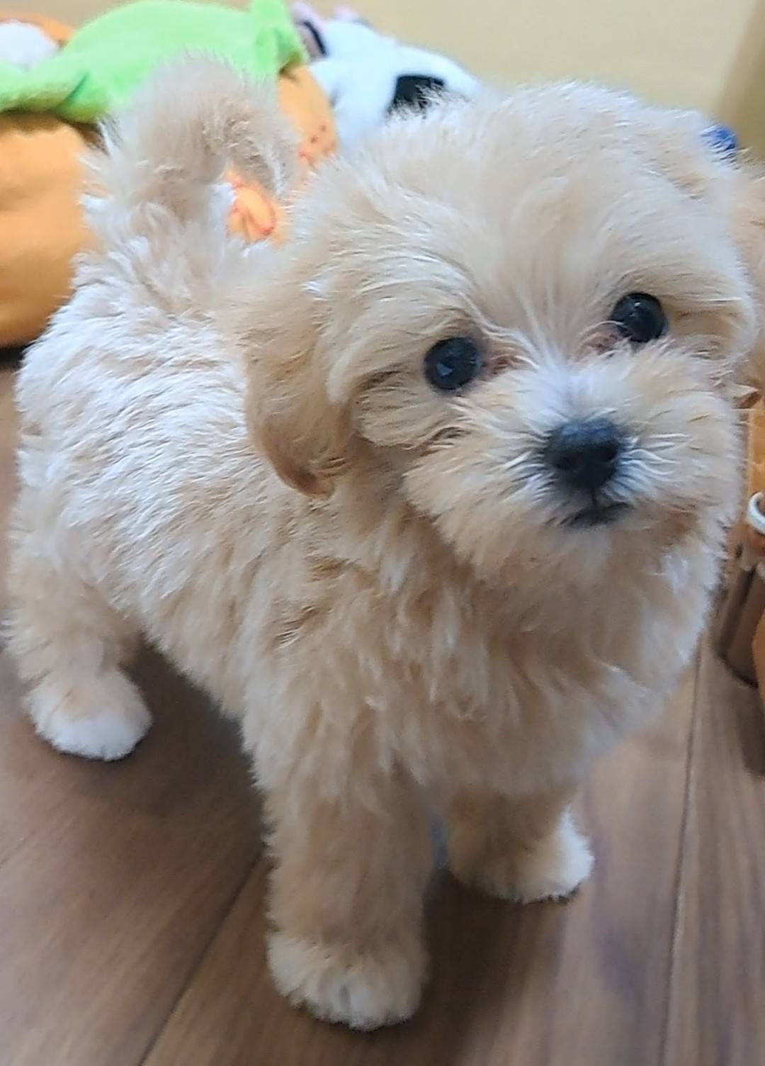横浜市港南区 | 犬専門のトリミング・ペットホテル・子犬販売 | クリアカット・あぴ