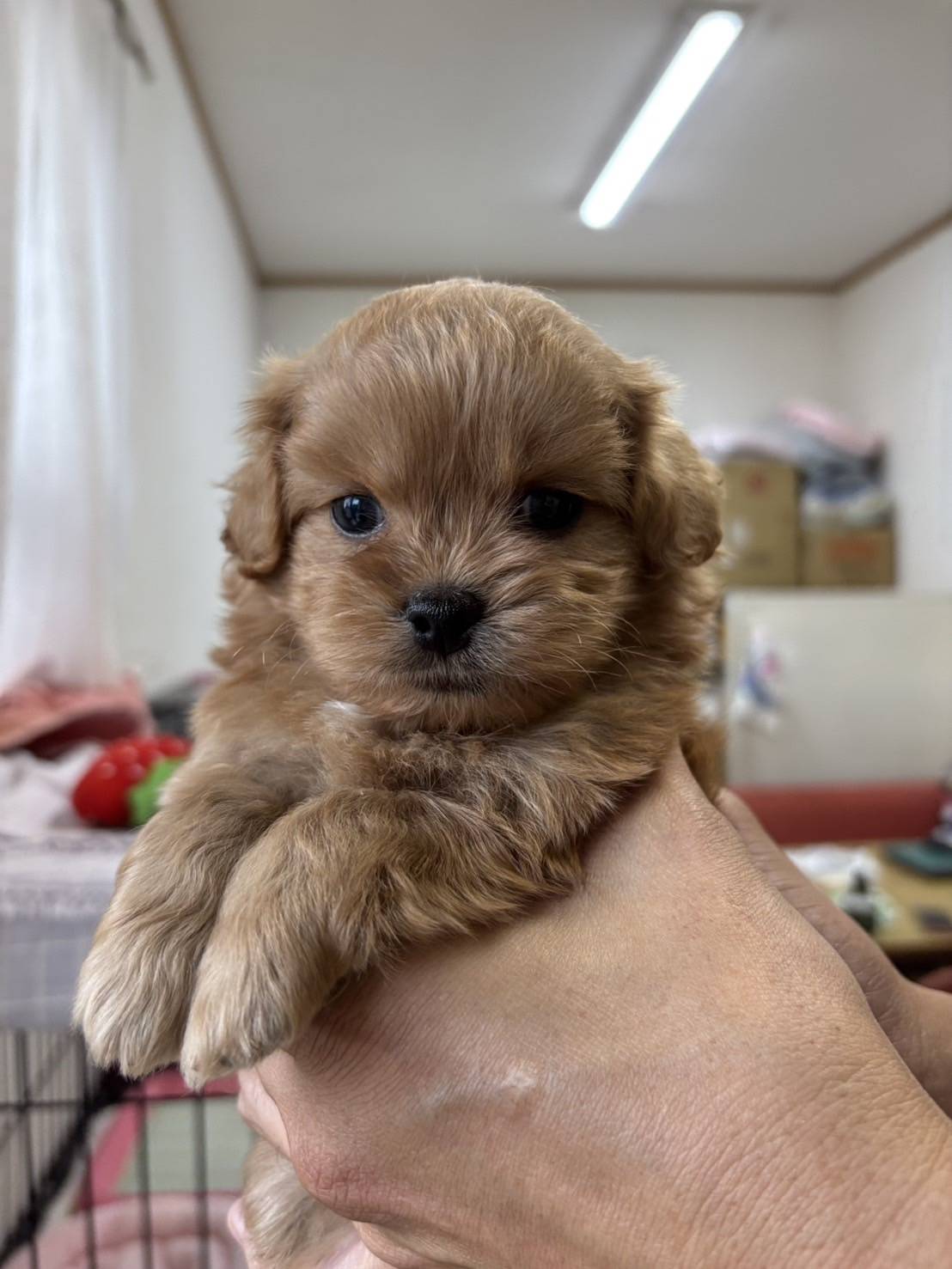 横浜市港南区 | 犬専門のトリミング・ペットホテル・子犬販売 | クリアカット・あぴ