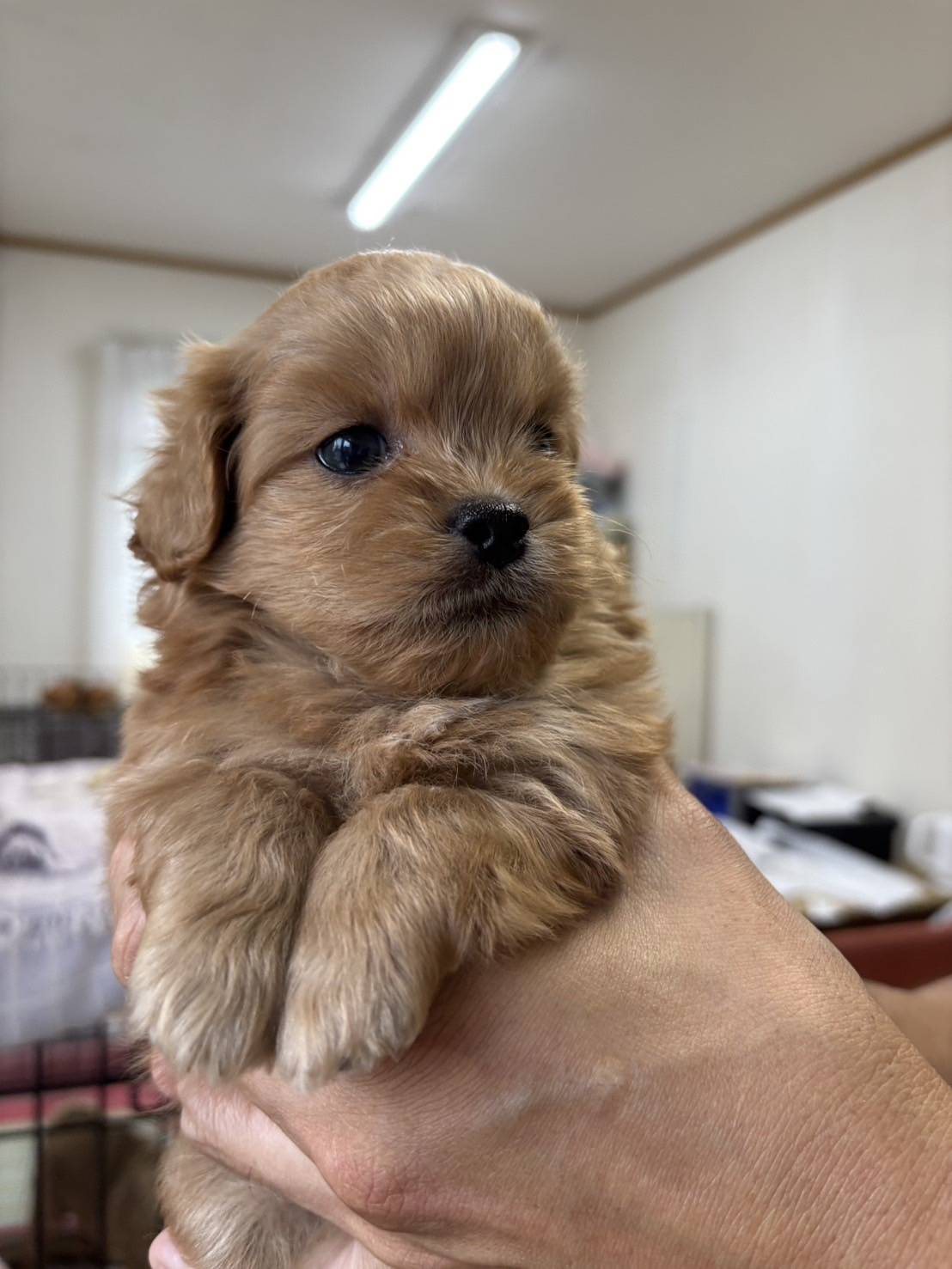 横浜市港南区 | 犬専門のトリミング・ペットホテル・子犬販売 | クリアカット・あぴ