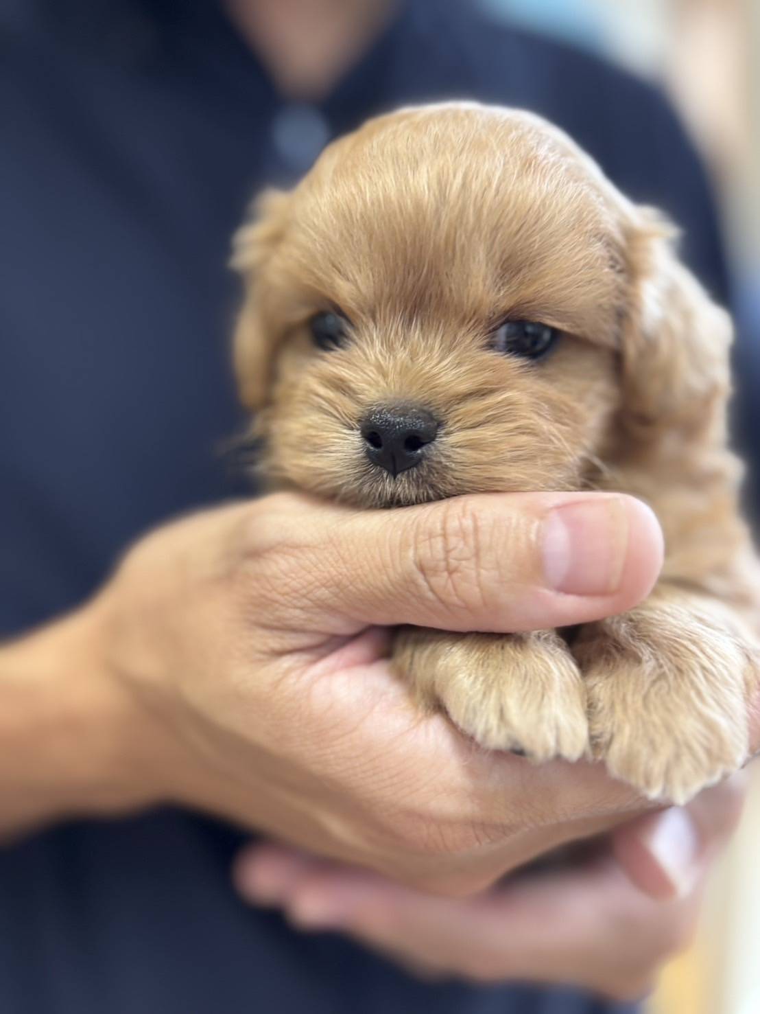 横浜市港南区 | 犬専門のトリミング・ペットホテル・子犬販売 | クリアカット・あぴ