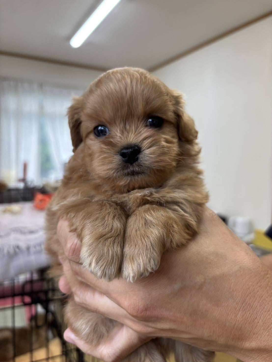 横浜市港南区 | 犬専門のトリミング・ペットホテル・子犬販売 | クリアカット・あぴ