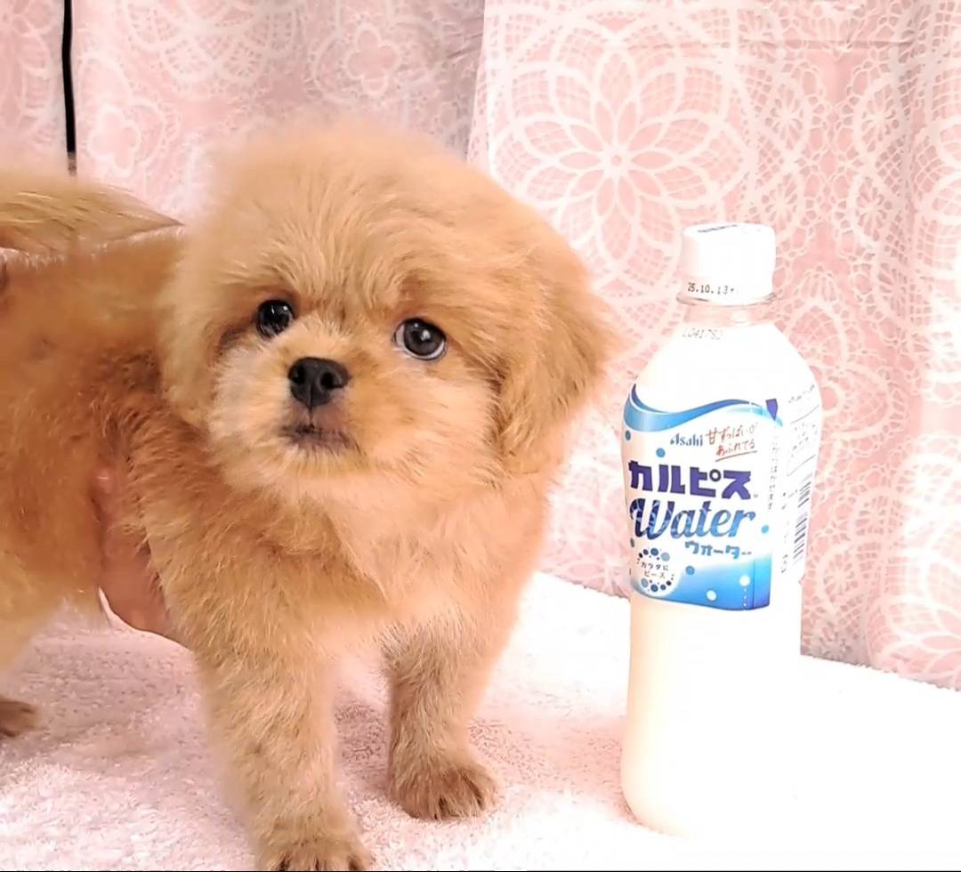 横浜市港南区 | 犬専門のトリミング・ペットホテル・子犬販売 | クリアカット・あぴ