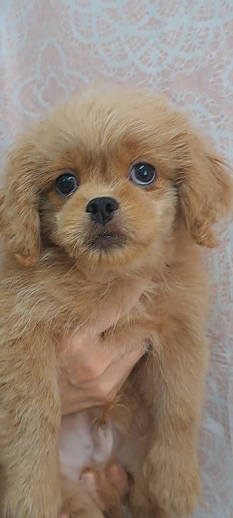横浜市港南区 | 犬専門のトリミング・ペットホテル・子犬販売 | クリアカット・あぴ