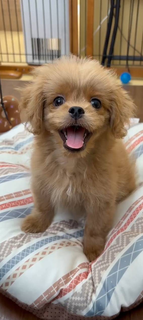 横浜市港南区 | 犬専門のトリミング・ペットホテル・子犬販売 | クリアカット・あぴ