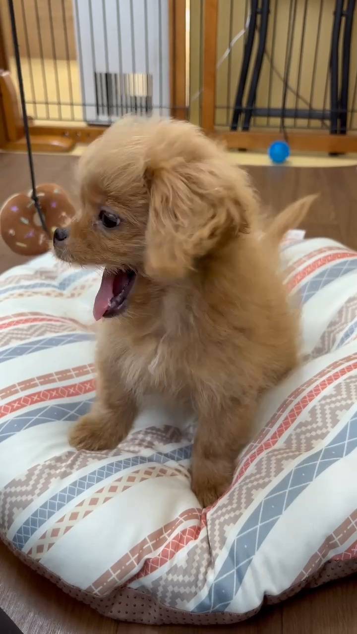横浜市港南区 | 犬専門のトリミング・ペットホテル・子犬販売 | クリアカット・あぴ
