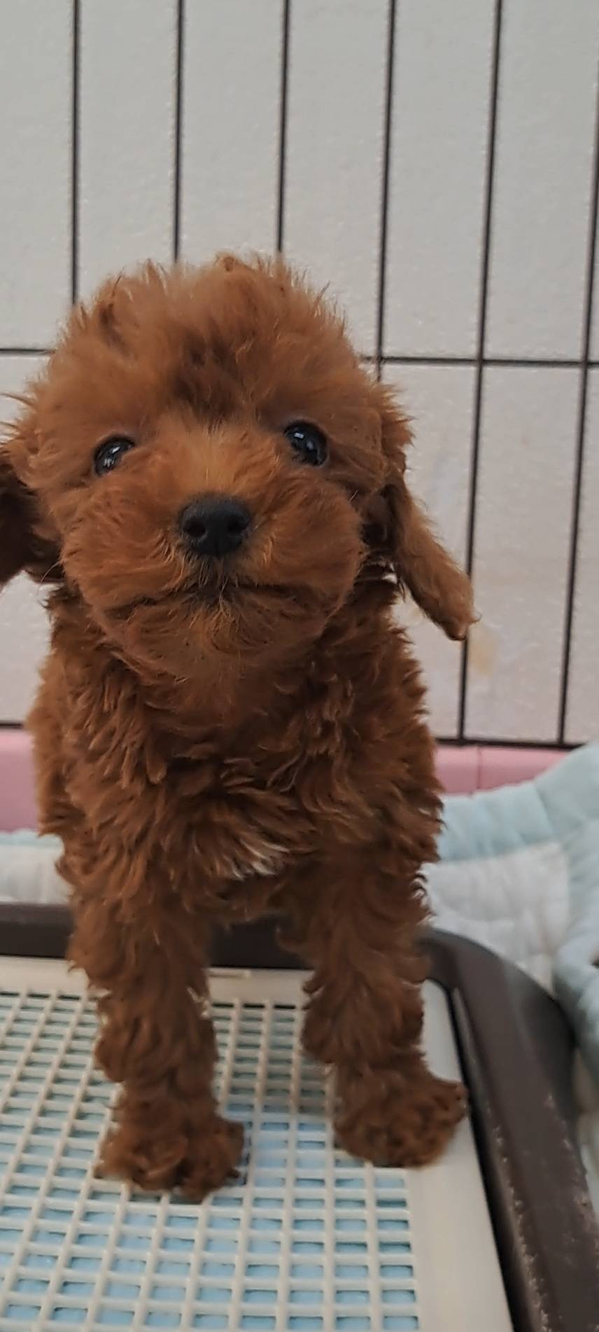 横浜市港南区 | 犬専門のトリミング・ペットホテル・子犬販売 | クリアカット・あぴ