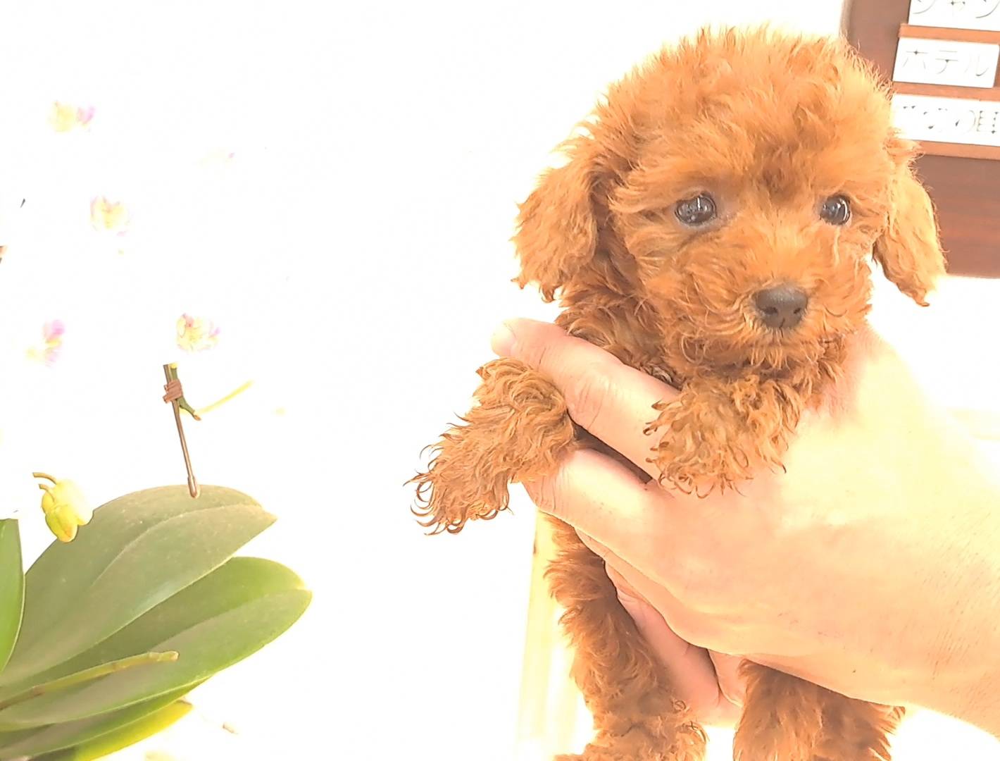 横浜市港南区 | 犬専門のトリミング・ペットホテル・子犬販売 | クリアカット・あぴ