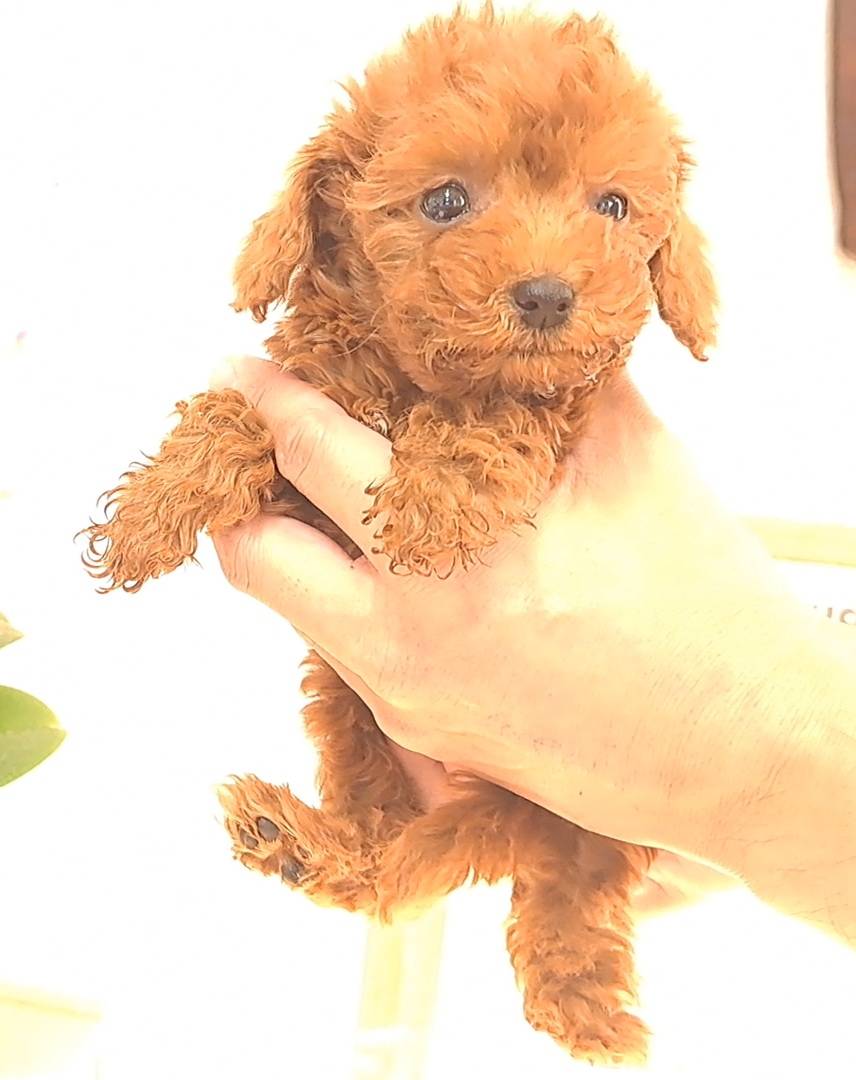 横浜市港南区 | 犬専門のトリミング・ペットホテル・子犬販売 | クリアカット・あぴ