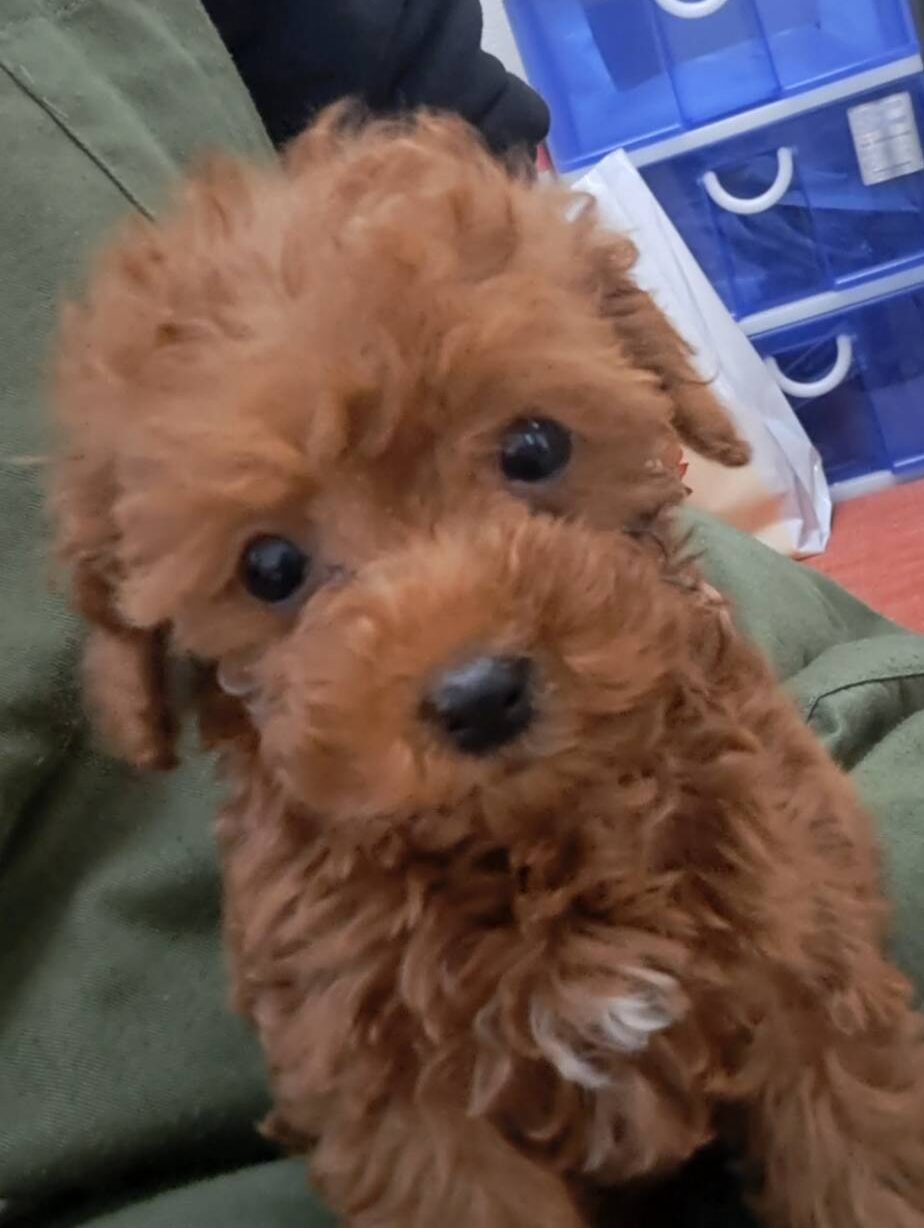 横浜市港南区 | 犬専門のトリミング・ペットホテル・子犬販売 | クリアカット・あぴ