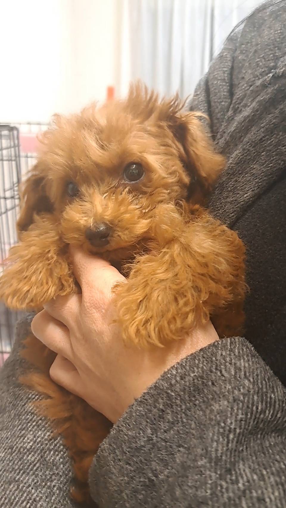 横浜市港南区 | 犬専門のトリミング・ペットホテル・子犬販売 | クリアカット・あぴ