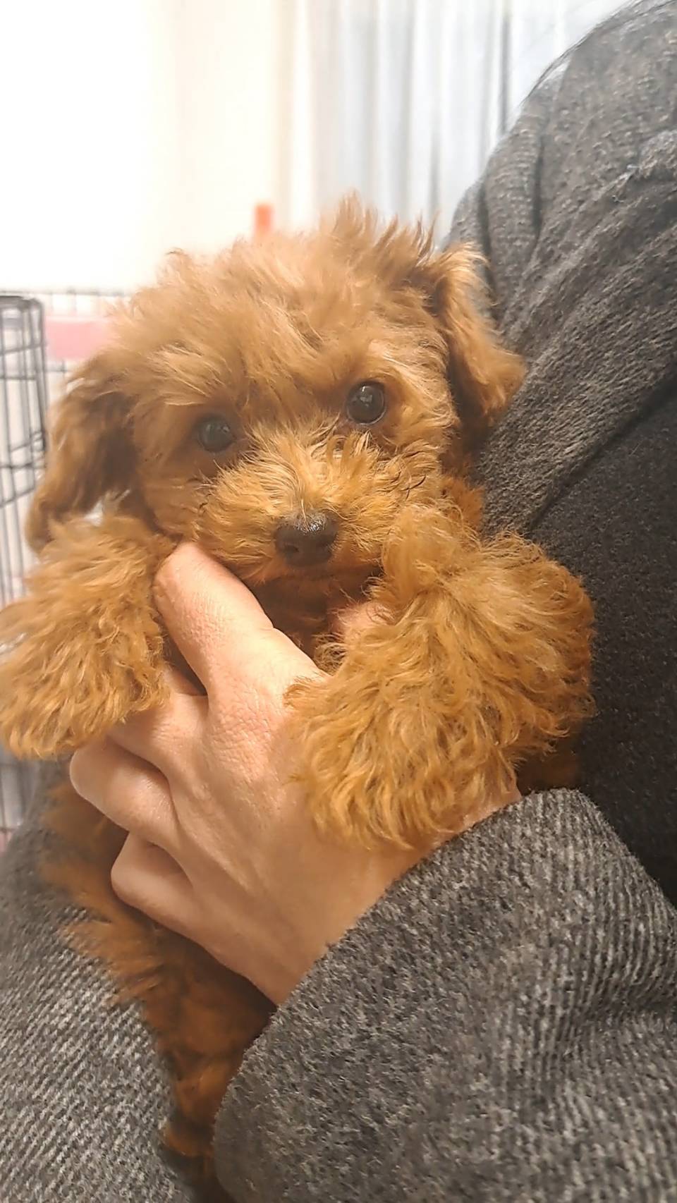 横浜市港南区 | 犬専門のトリミング・ペットホテル・子犬販売 | クリアカット・あぴ