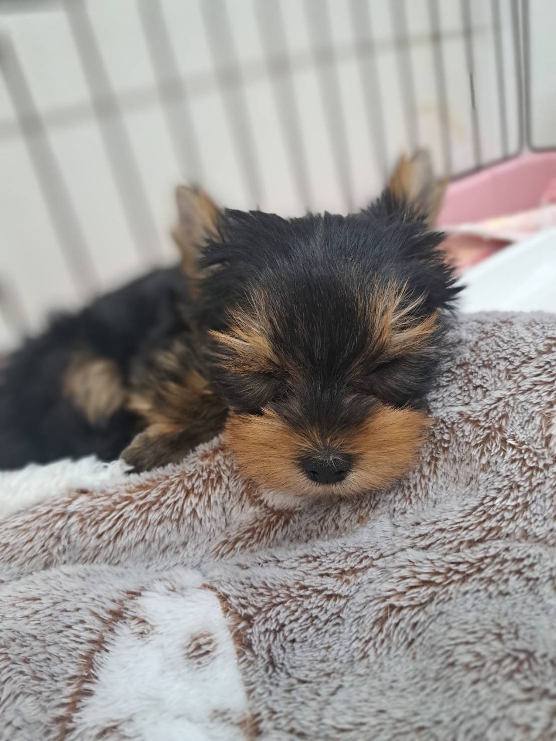 横浜市港南区 | 犬専門のトリミング・ペットホテル・子犬販売 | クリアカット・あぴ