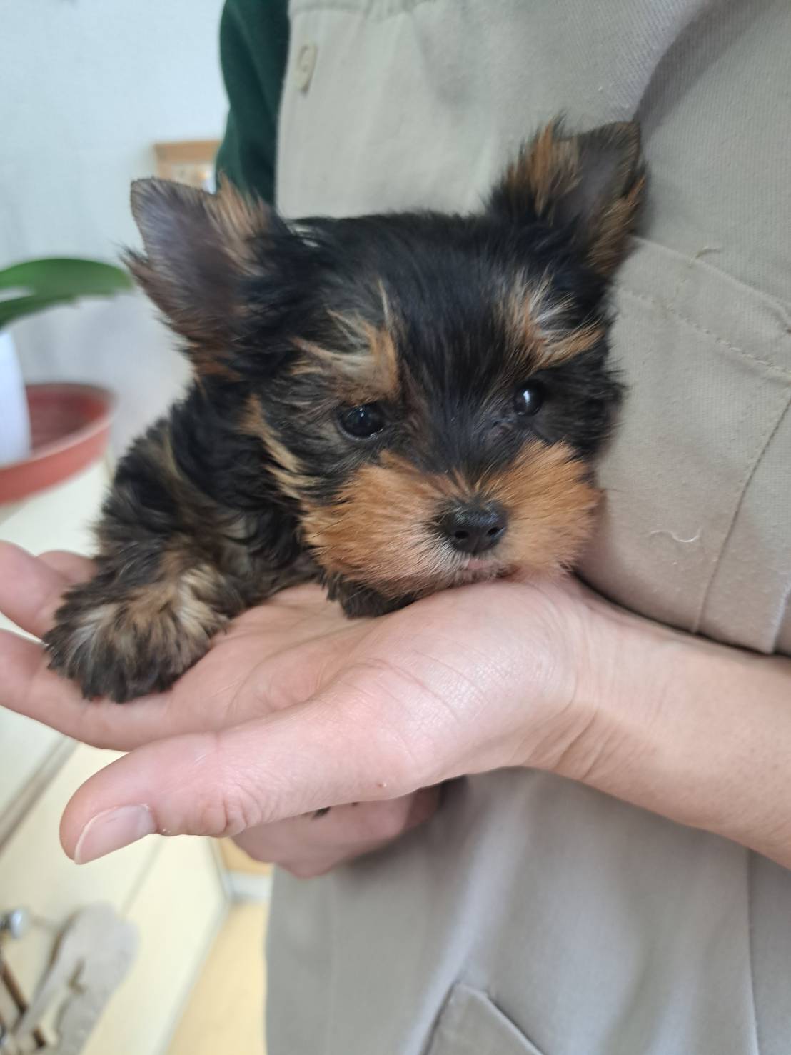 横浜市港南区 | 犬専門のトリミング・ペットホテル・子犬販売 | クリアカット・あぴ