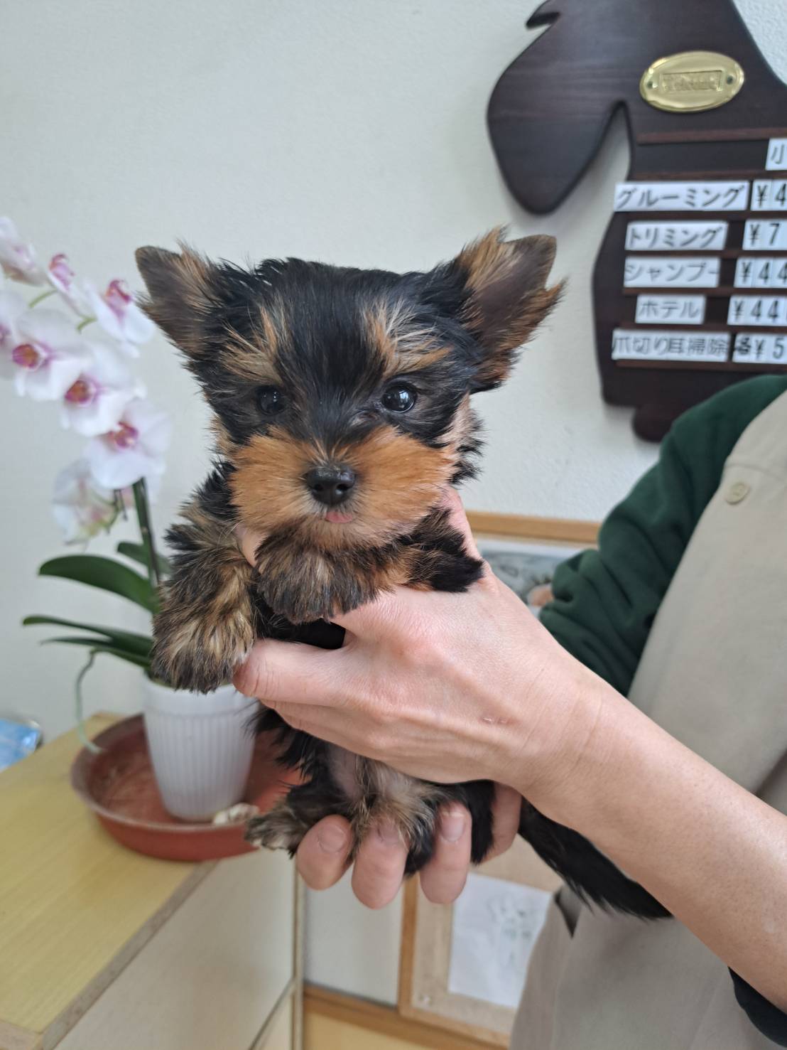 横浜市港南区 | 犬専門のトリミング・ペットホテル・子犬販売 | クリアカット・あぴ