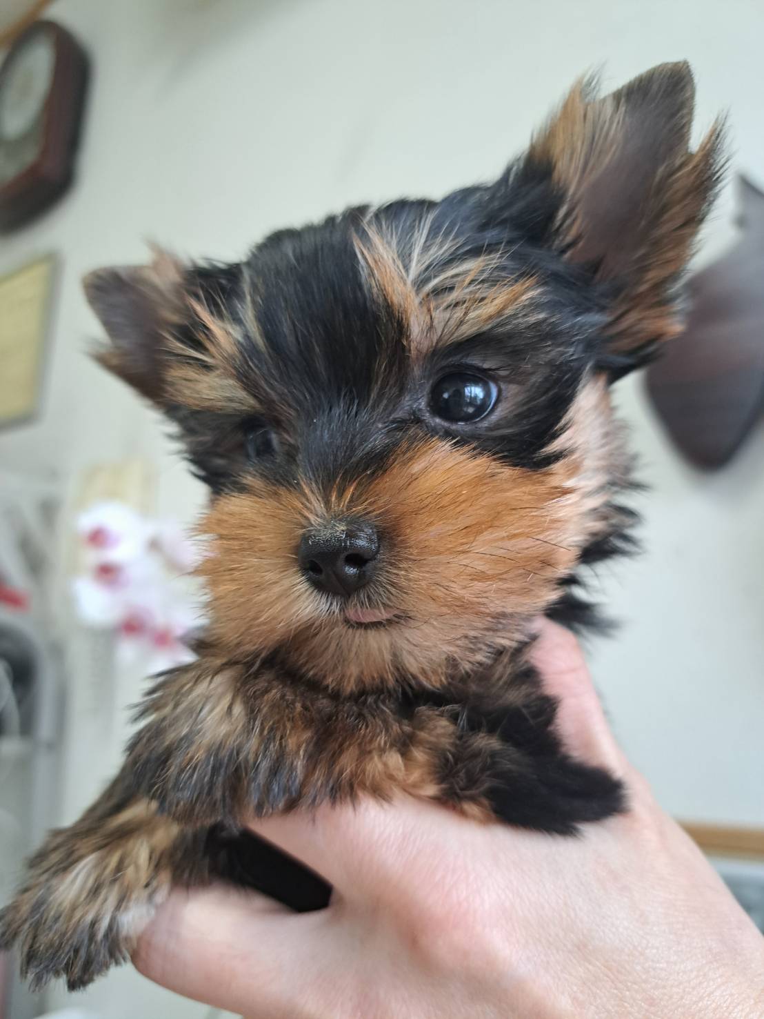 横浜市港南区 | 犬専門のトリミング・ペットホテル・子犬販売 | クリアカット・あぴ