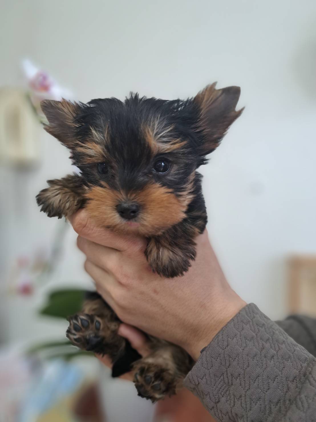 横浜市港南区 | 犬専門のトリミング・ペットホテル・子犬販売 | クリアカット・あぴ