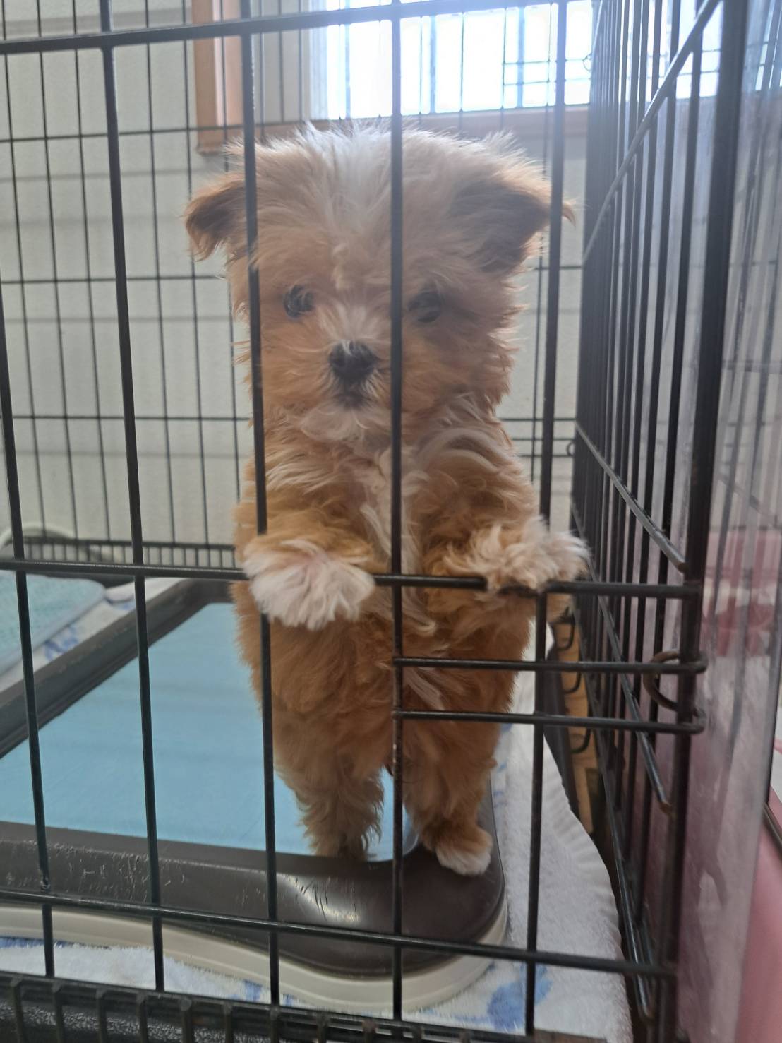 横浜市港南区 | 犬専門のトリミング・ペットホテル・子犬販売 | クリアカット・あぴ