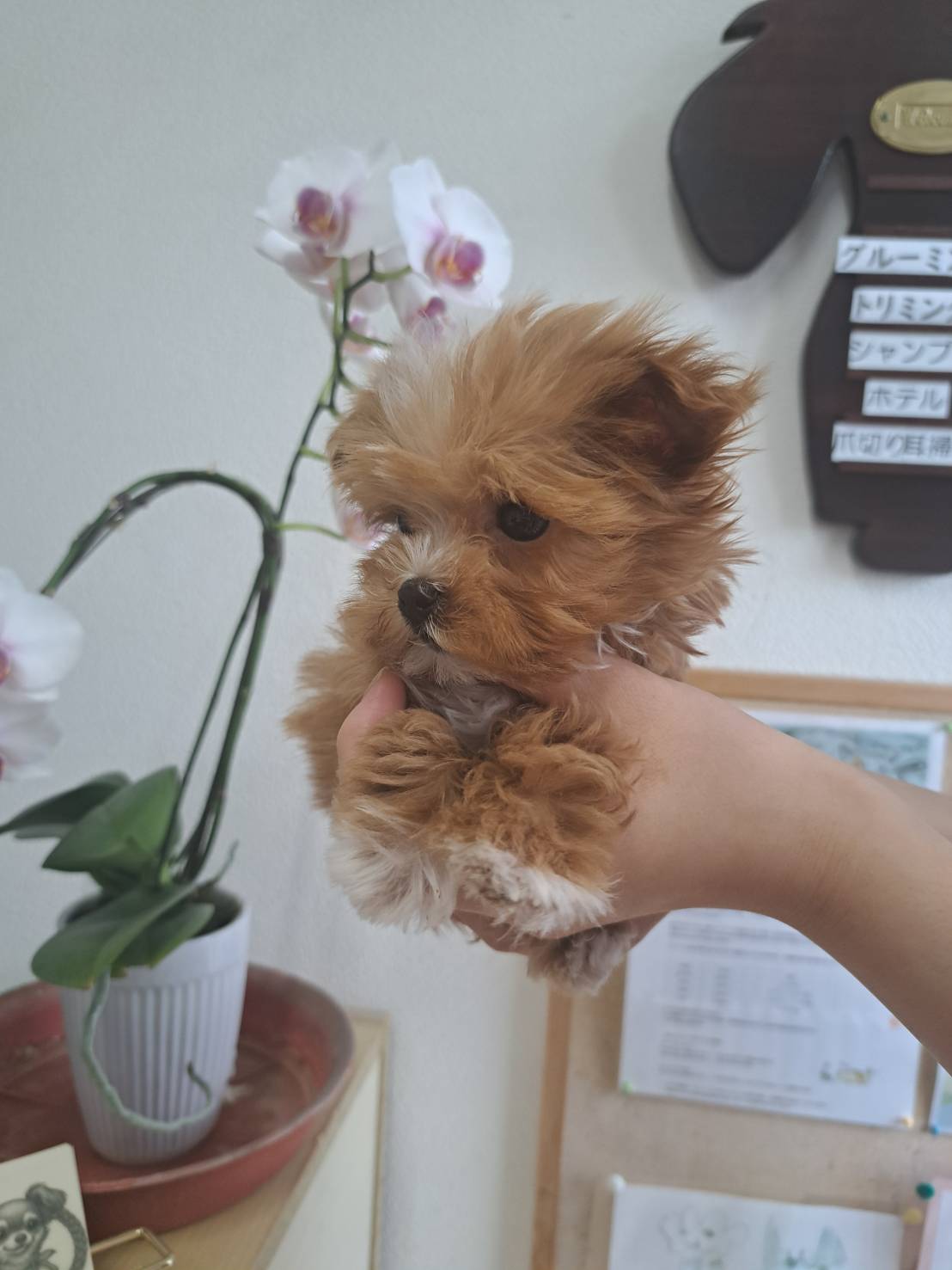 横浜市港南区 | 犬専門のトリミング・ペットホテル・子犬販売 | クリアカット・あぴ