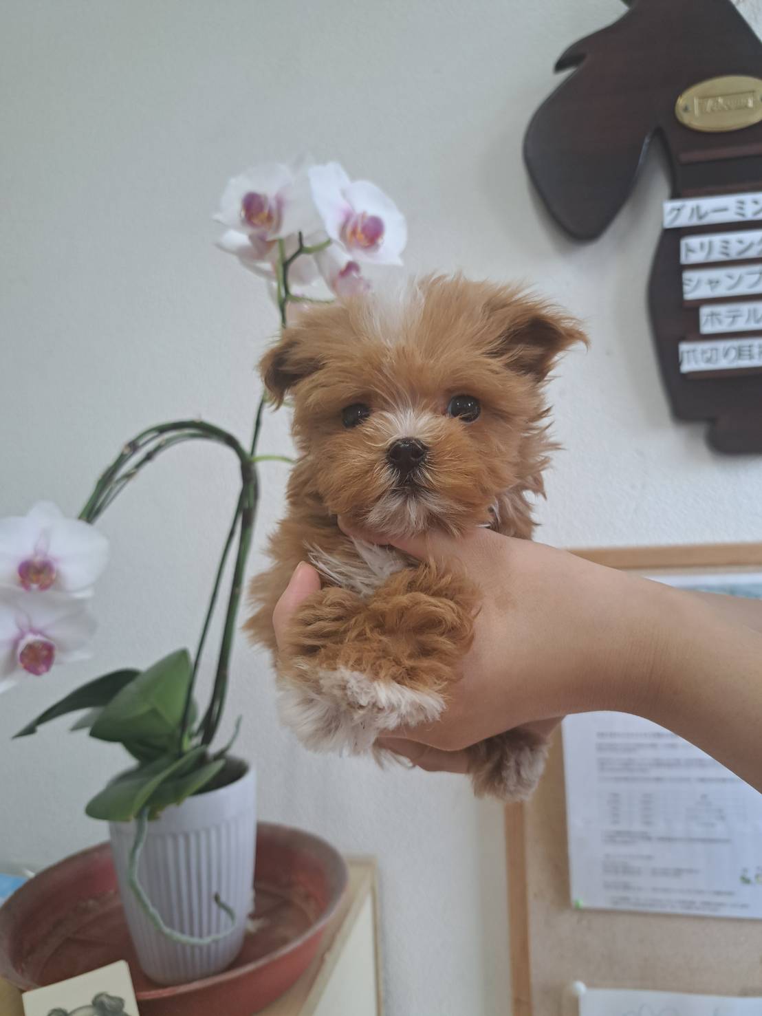 横浜市港南区 | 犬専門のトリミング・ペットホテル・子犬販売 | クリアカット・あぴ