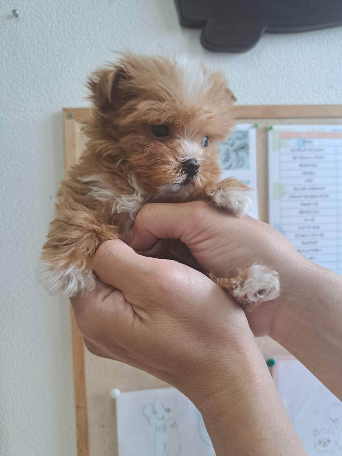 横浜市港南区 | 犬専門のトリミング・ペットホテル・子犬販売 | クリアカット・あぴ