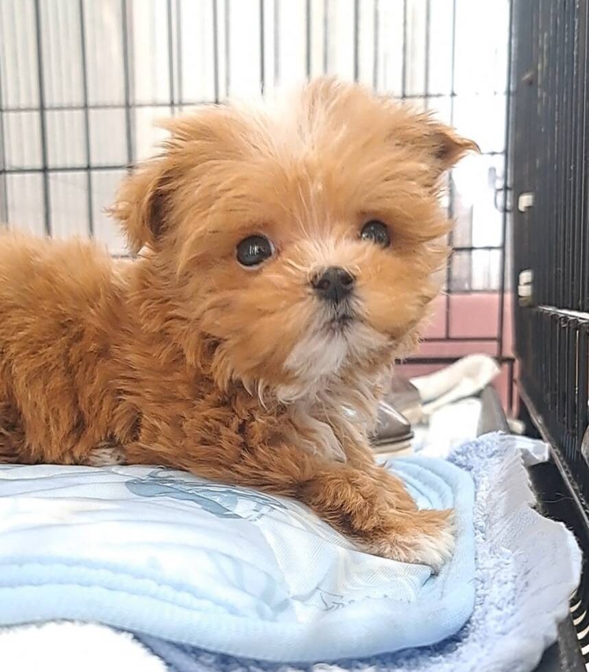 横浜市港南区 | 犬専門のトリミング・ペットホテル・子犬販売 | クリアカット・あぴ