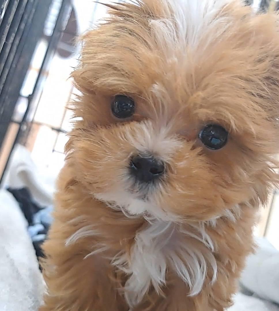 横浜市港南区 | 犬専門のトリミング・ペットホテル・子犬販売 | クリアカット・あぴ