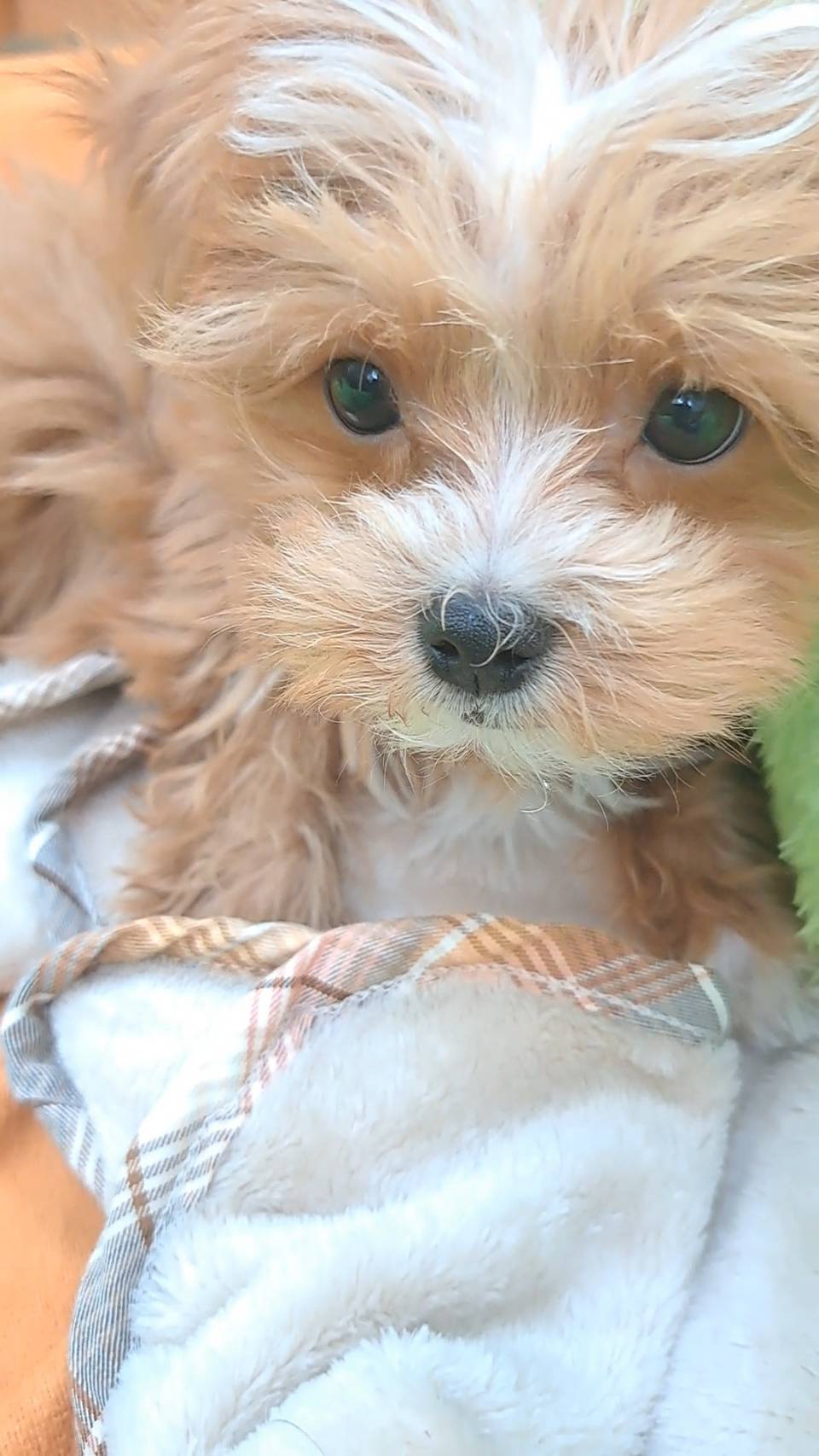 横浜市港南区 | 犬専門のトリミング・ペットホテル・子犬販売 | クリアカット・あぴ
