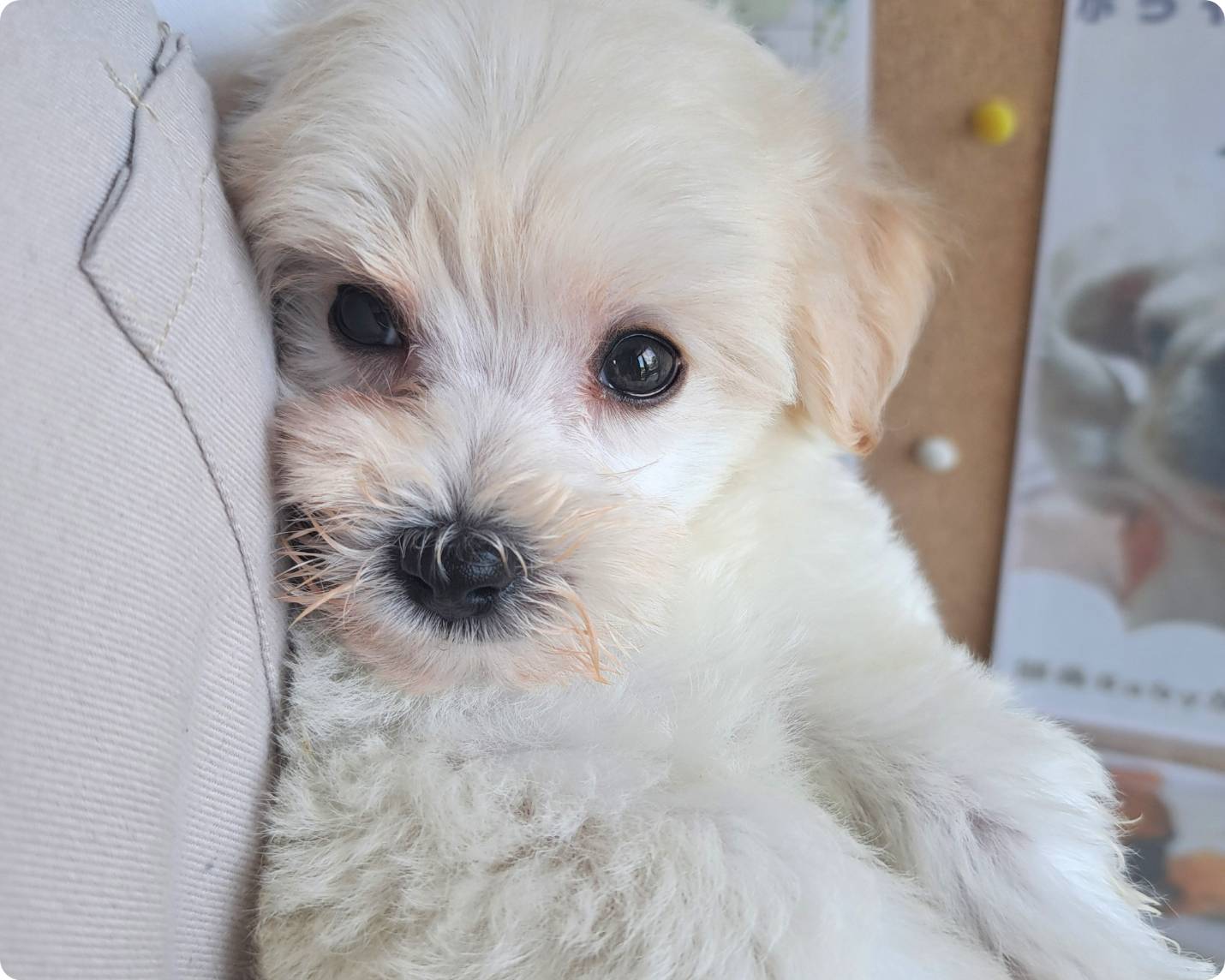 横浜市港南区 | 犬専門のトリミング・ペットホテル・子犬販売 | クリアカット・あぴ