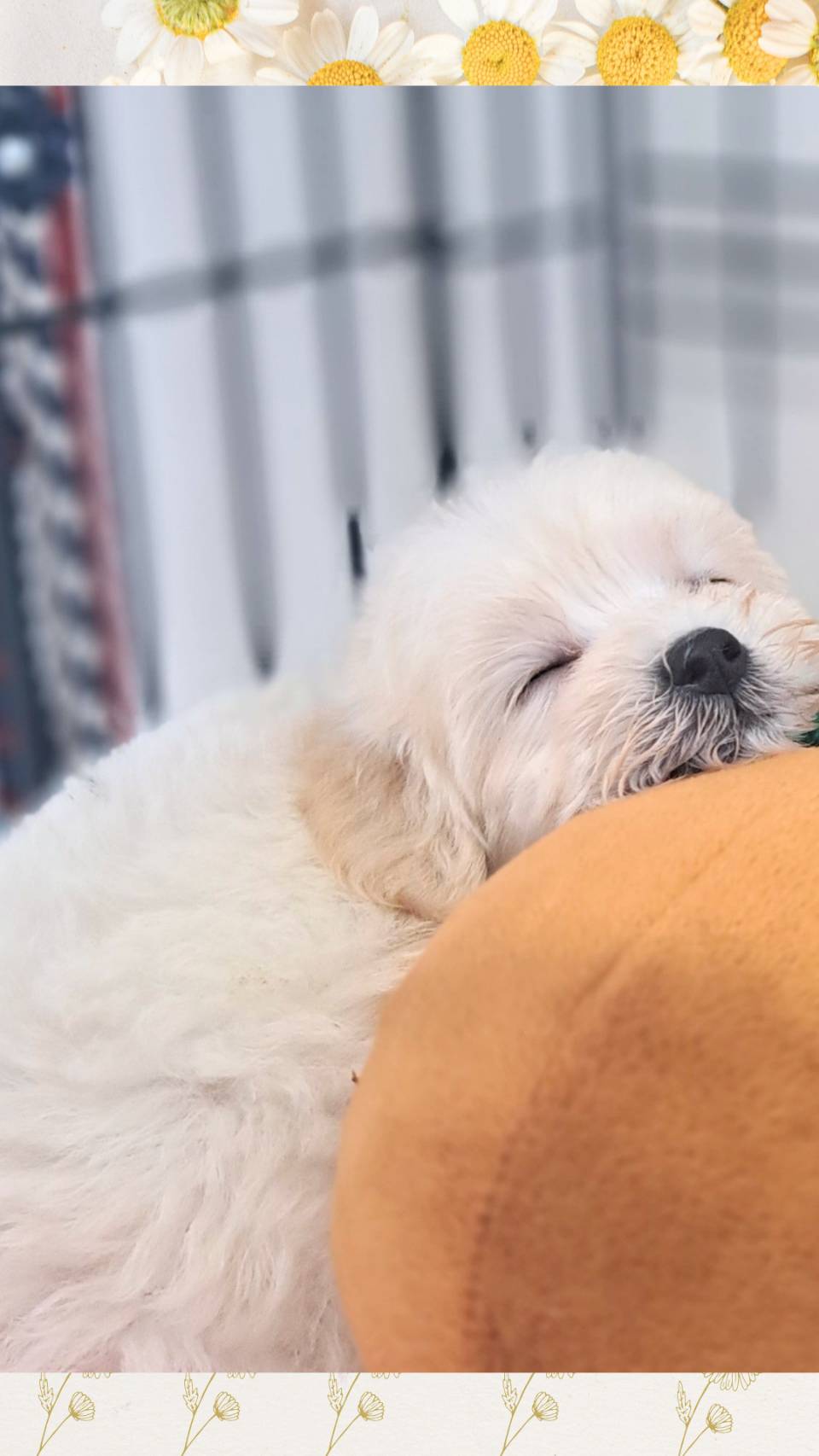 横浜市港南区 | 犬専門のトリミング・ペットホテル・子犬販売 | クリアカット・あぴ