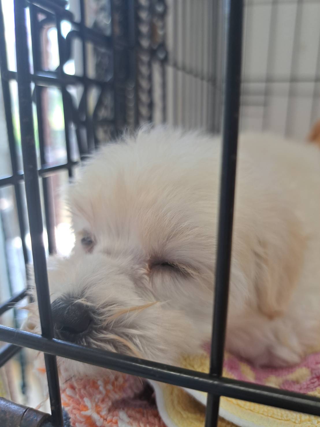 横浜市港南区 | 犬専門のトリミング・ペットホテル・子犬販売 | クリアカット・あぴ