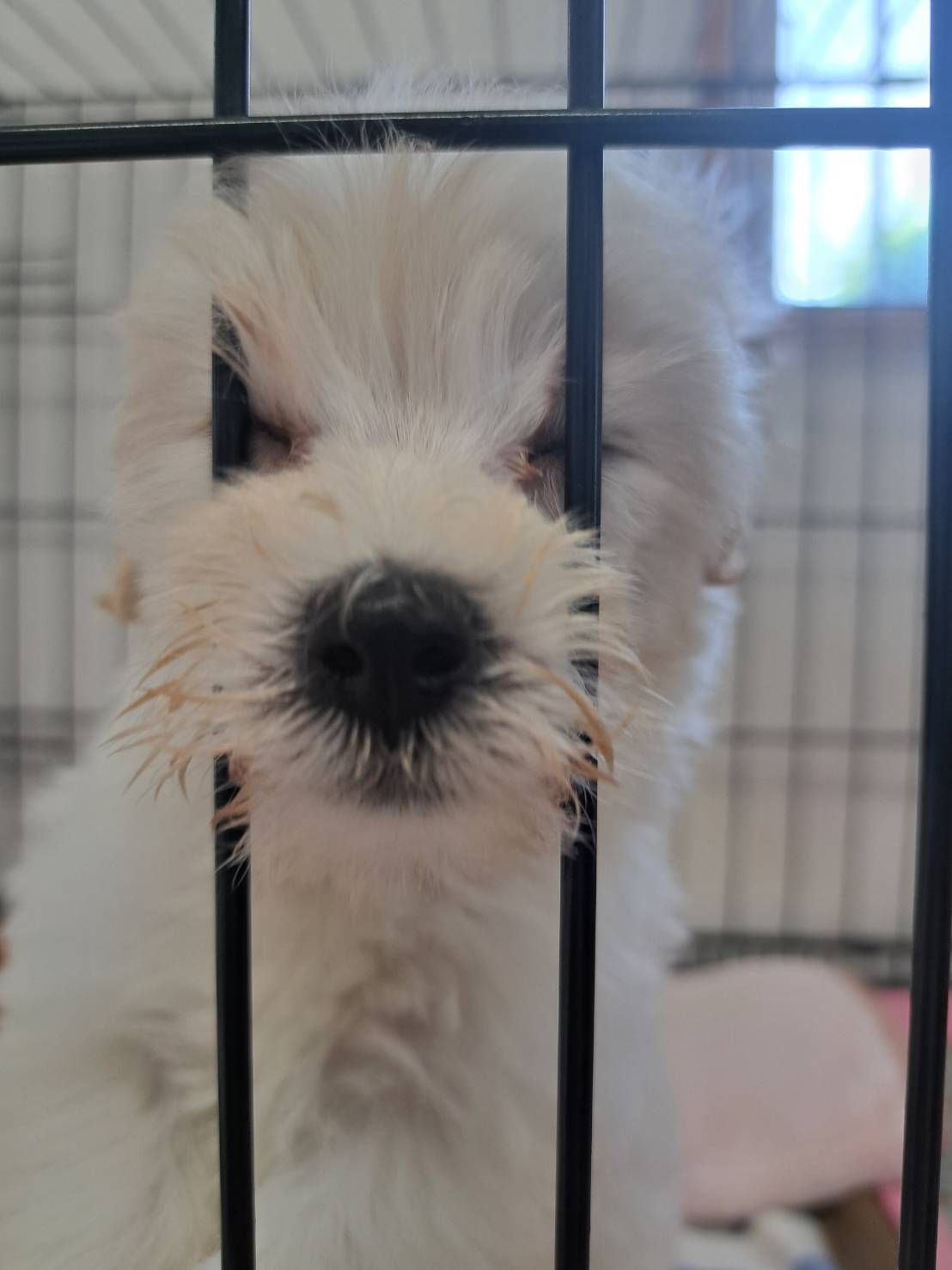 横浜市港南区 | 犬専門のトリミング・ペットホテル・子犬販売 | クリアカット・あぴ