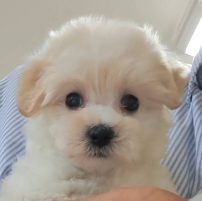 横浜市港南区 | 犬専門のトリミング・ペットホテル・子犬販売 | クリアカット・あぴ