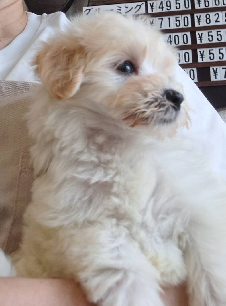 横浜市港南区 | 犬専門のトリミング・ペットホテル・子犬販売 | クリアカット・あぴ