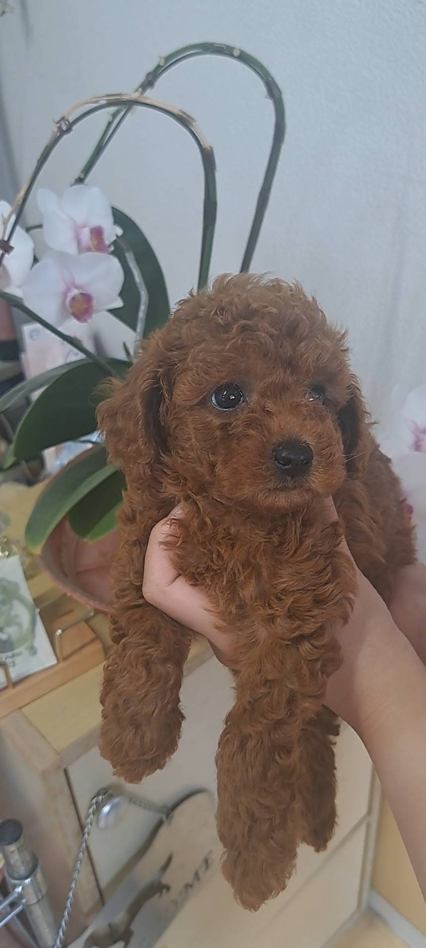 横浜市港南区 | 犬専門のトリミング・ペットホテル・子犬販売 | クリアカット・あぴ