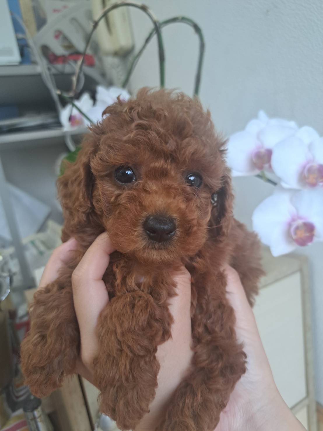 横浜市港南区 | 犬専門のトリミング・ペットホテル・子犬販売 | クリアカット・あぴ