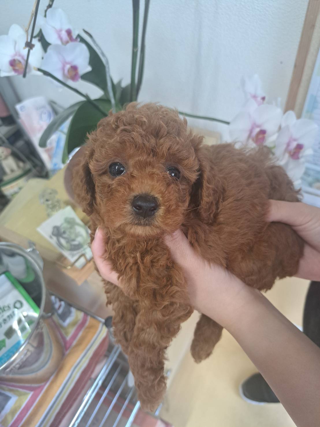 横浜市港南区 | 犬専門のトリミング・ペットホテル・子犬販売 | クリアカット・あぴ