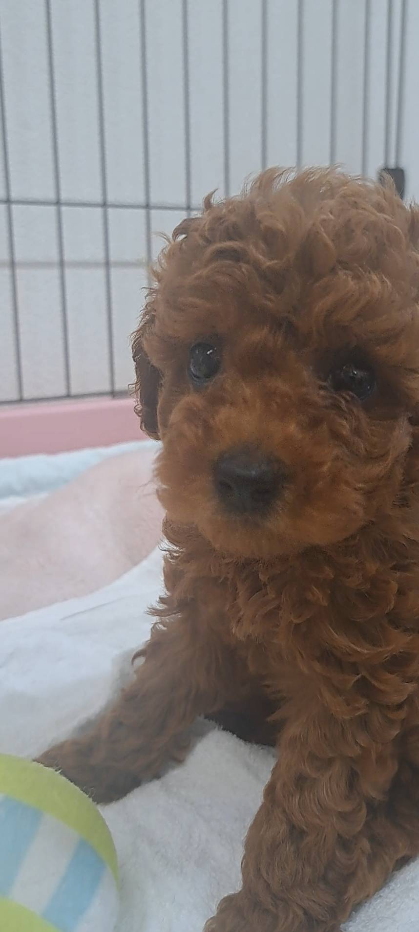 横浜市港南区 | 犬専門のトリミング・ペットホテル・子犬販売 | クリアカット・あぴ