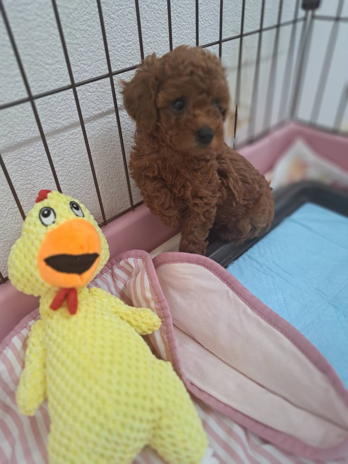 横浜市港南区 | 犬専門のトリミング・ペットホテル・子犬販売 | クリアカット・あぴ
