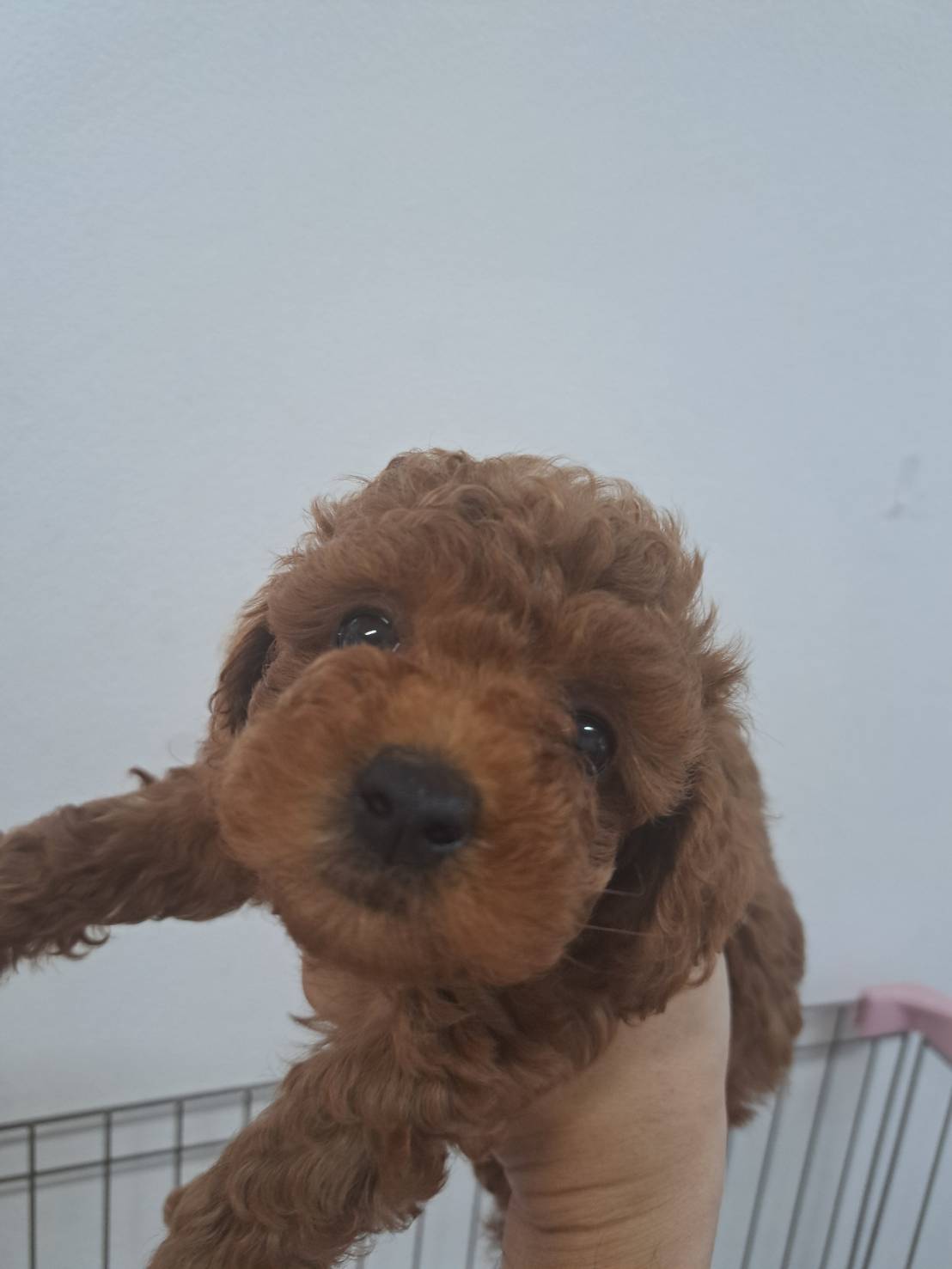 横浜市港南区 | 犬専門のトリミング・ペットホテル・子犬販売 | クリアカット・あぴ