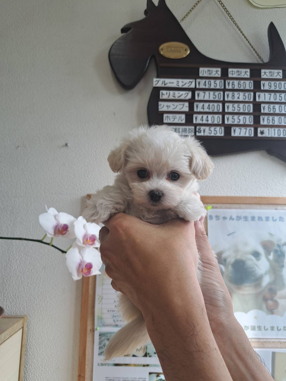横浜市港南区 | 犬専門のトリミング・ペットホテル・子犬販売 | クリアカット・あぴ