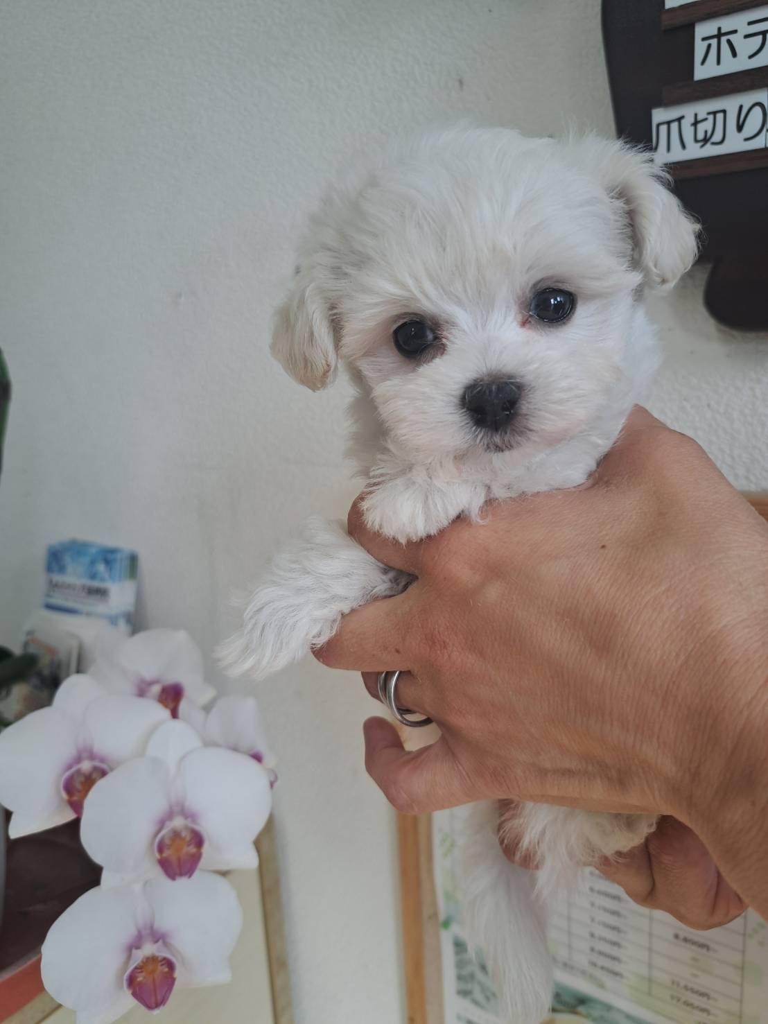 横浜市港南区 | 犬専門のトリミング・ペットホテル・子犬販売 | クリアカット・あぴ