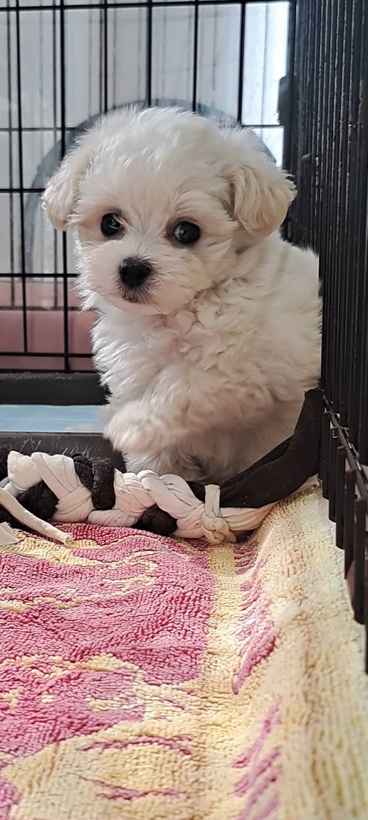 横浜市港南区 | 犬専門のトリミング・ペットホテル・子犬販売 | クリアカット・あぴ