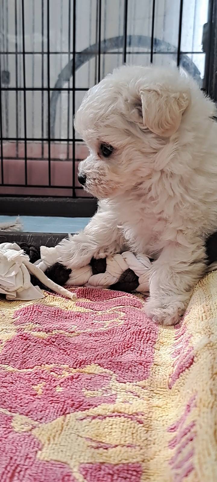 横浜市港南区 | 犬専門のトリミング・ペットホテル・子犬販売 | クリアカット・あぴ