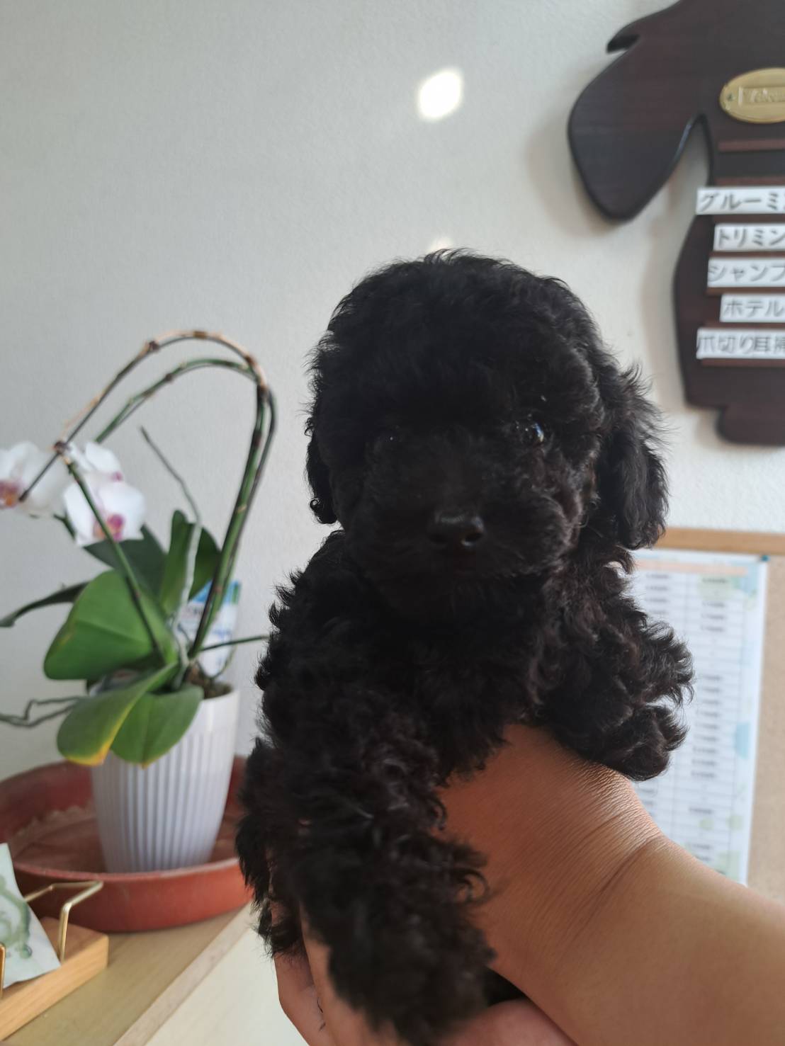 横浜市港南区 | 犬専門のトリミング・ペットホテル・子犬販売 | クリアカット・あぴ