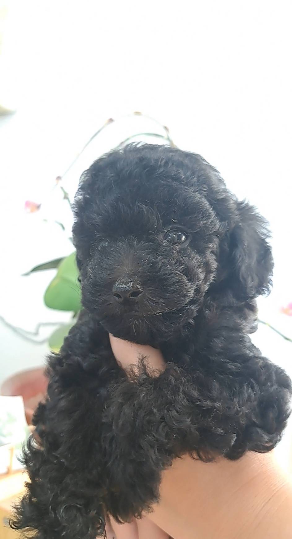 横浜市港南区 | 犬専門のトリミング・ペットホテル・子犬販売 | クリアカット・あぴ